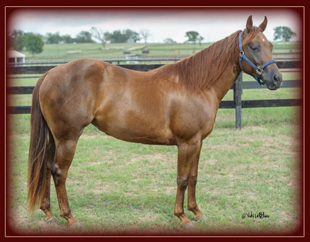 2011 Filly Owned by Sam Wilson