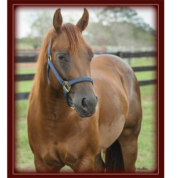 2011 Filly Owned by Sam Wilson